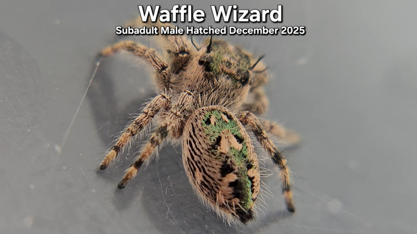"Waffle Wizard" Male Canopy Jumping Spider (Phidippus otiosus) - Subadult Hatched December 2025