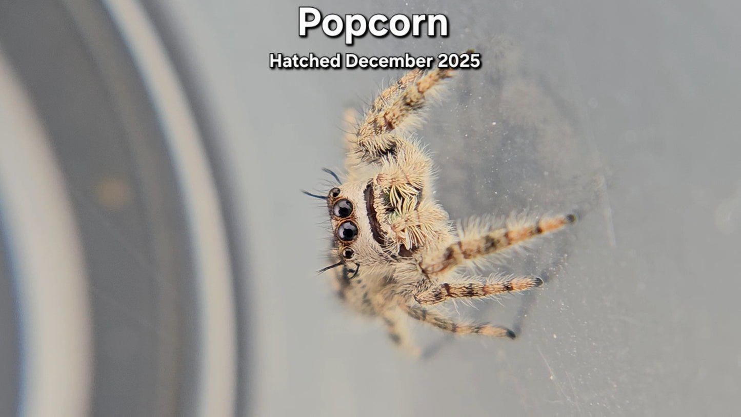 "Popcorn" Canopy Jumping Spider (Phidippus otiosus) - Juvenile Hatched December 2025