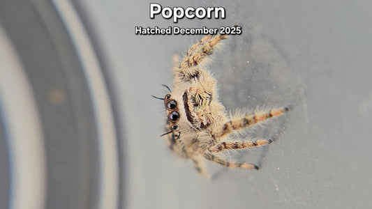 "Popcorn" Canopy Jumping Spider (Phidippus otiosus) - Juvenile Hatched December 2025