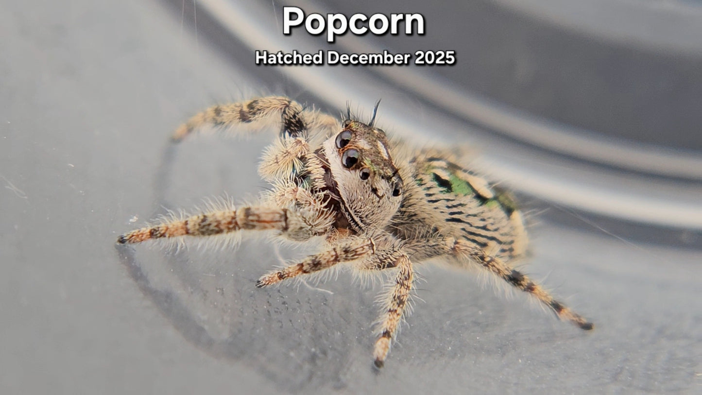 "Popcorn" Canopy Jumping Spider (Phidippus otiosus) - Juvenile Hatched December 2025