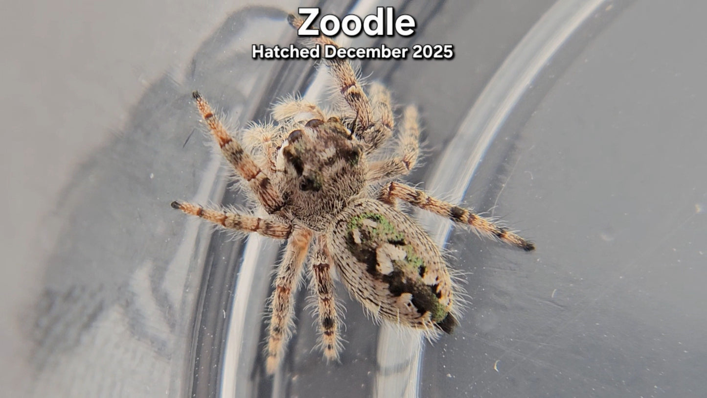 "Zoodle" Canopy Jumping Spider (Phidippus otiosus) - Juvenile Hatched December 2025