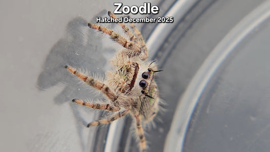 "Zoodle" Canopy Jumping Spider (Phidippus otiosus) - Juvenile Hatched December 2025