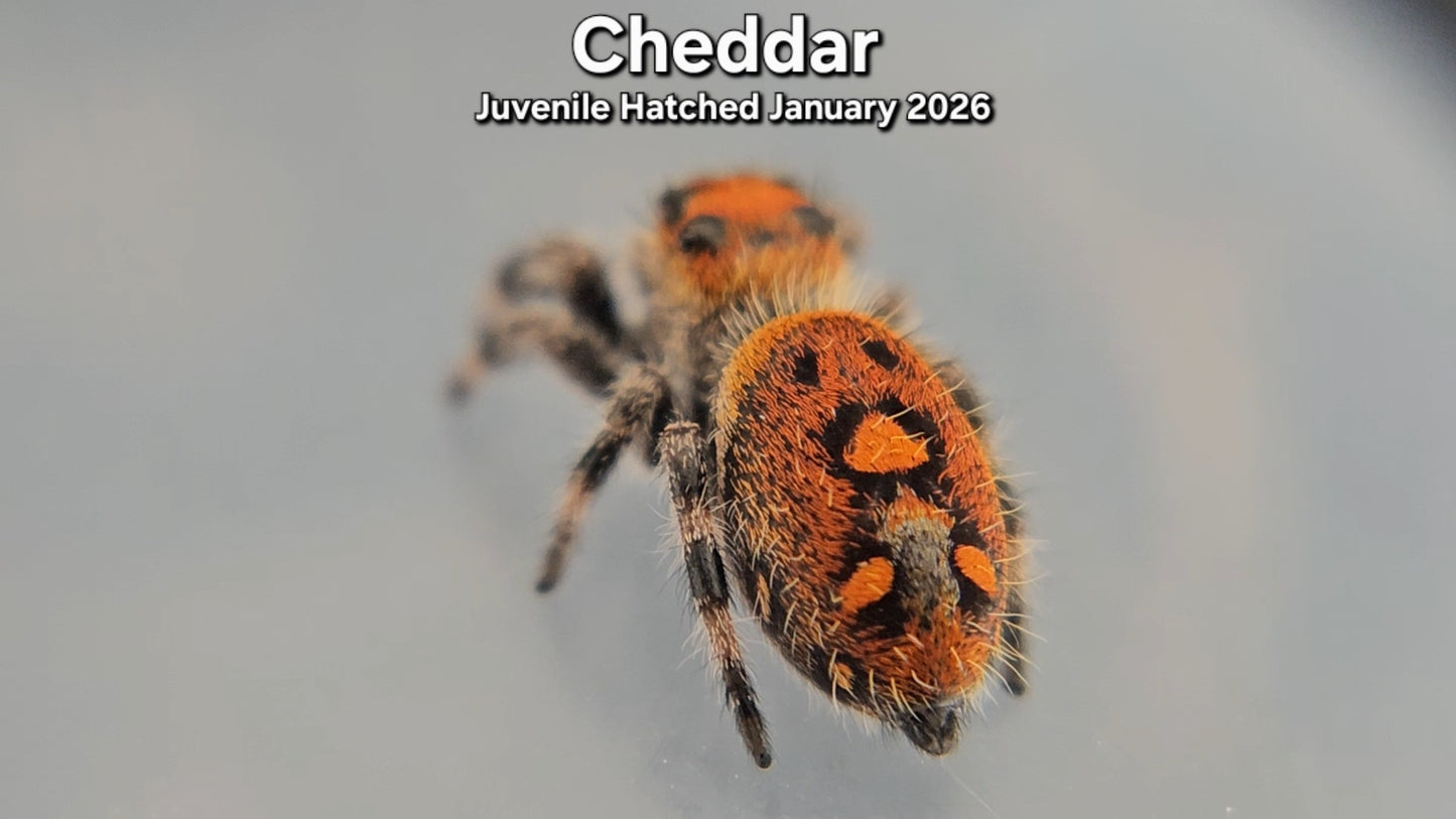 "Cheddar" Female Regal Jumping Spider (Phidippus regius) - Juvenile Hatched January 2026