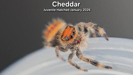 "Cheddar" Female Regal Jumping Spider (Phidippus regius) - Juvenile Hatched January 2026