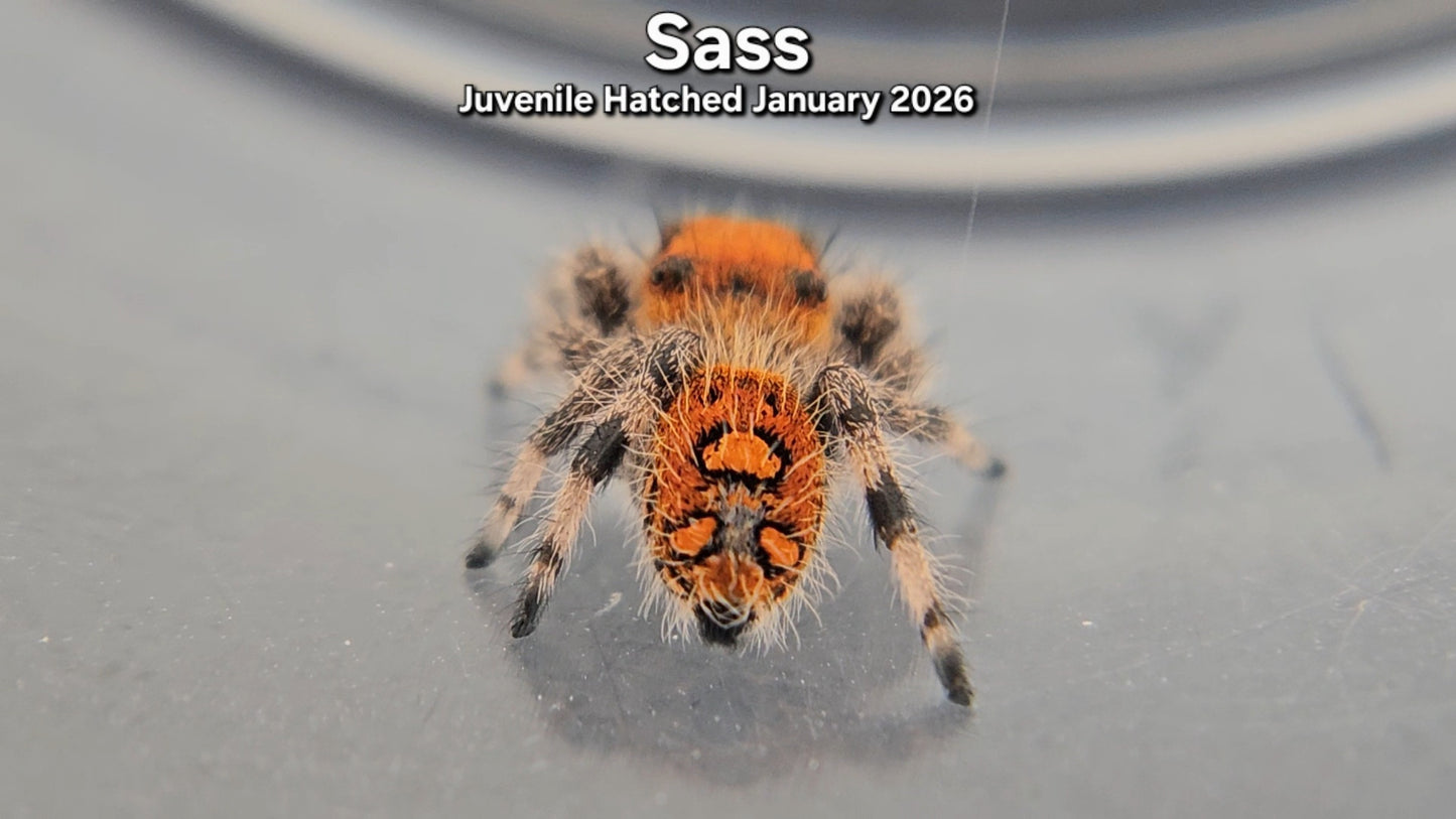 "Sass" Female Regal Jumping Spider (Phidippus regius) - Juvenile Hatched January 2026