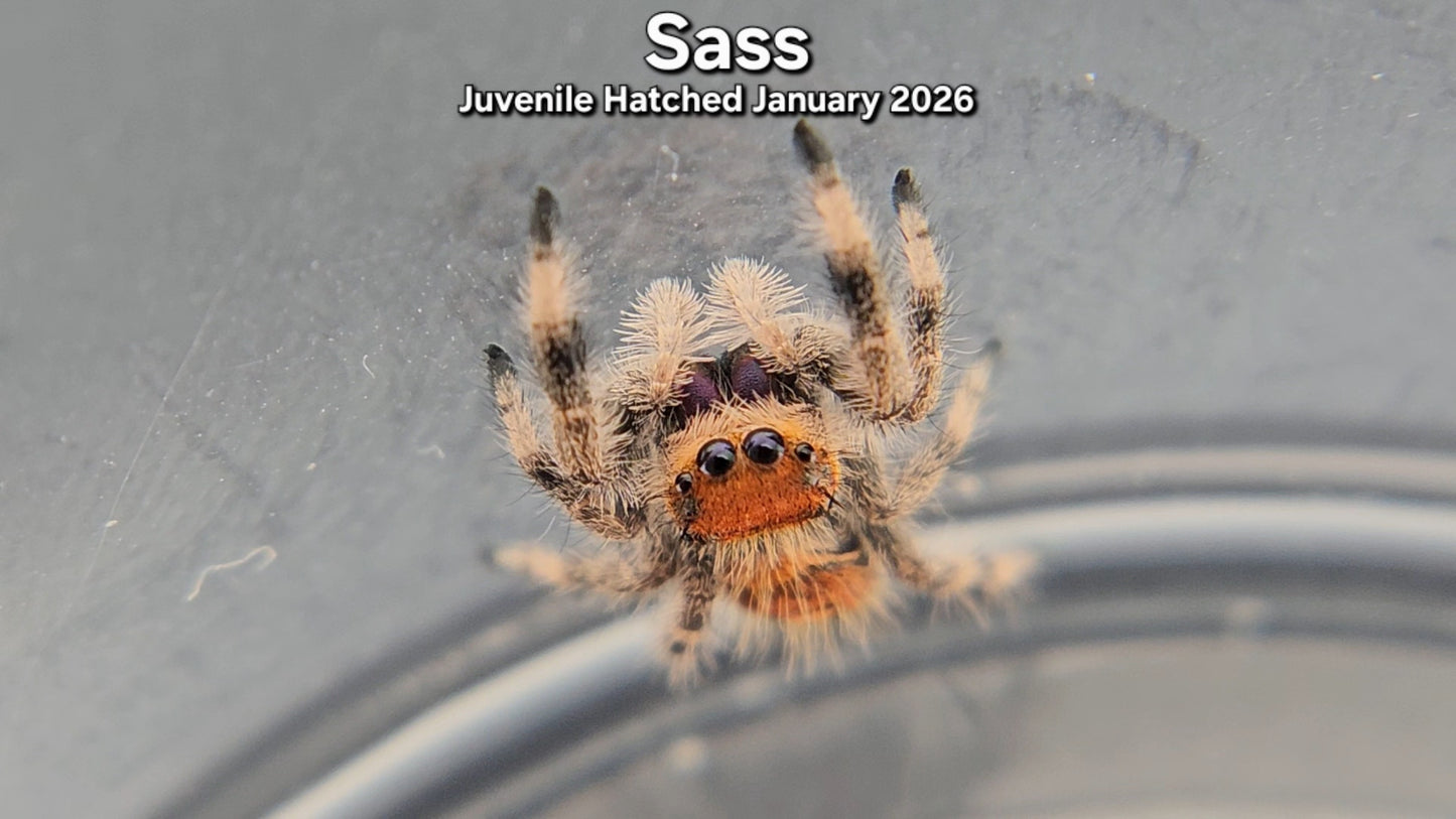 "Sass" Female Regal Jumping Spider (Phidippus regius) - Juvenile Hatched January 2026