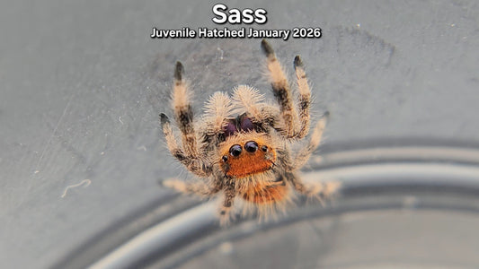 "Sass" Female Regal Jumping Spider (Phidippus regius) - Juvenile Hatched January 2026
