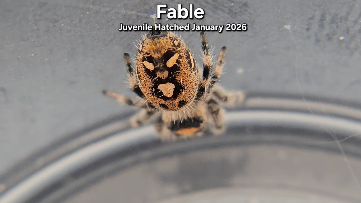 "Fable" Female Regal Jumping Spider (Phidippus regius) - Juvenile Hatched January 2026