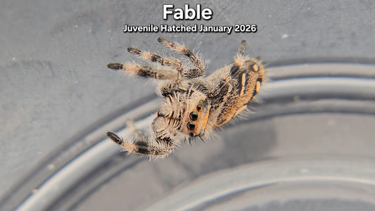 "Fable" Female Regal Jumping Spider (Phidippus regius) - Juvenile Hatched January 2026