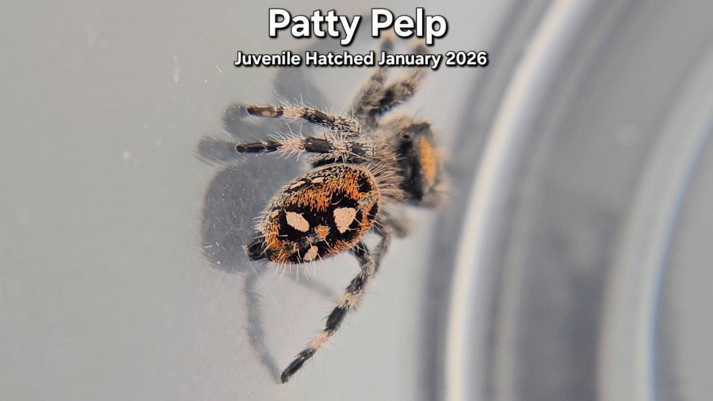 "Patty Pelp" Female Regal Jumping Spider (Phidippus regius) - Juvenile Hatched January 2026