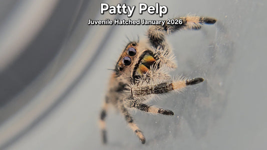 "Patty Pelp" Female Regal Jumping Spider (Phidippus regius) - Juvenile Hatched January 2026