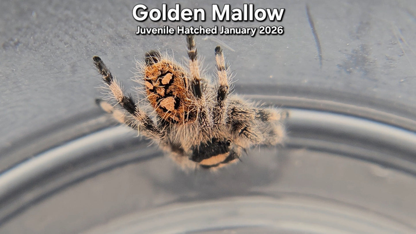 "Golden Mallow" Female Regal Jumping Spider (Phidippus regius) - Juvenile Hatched January 2026