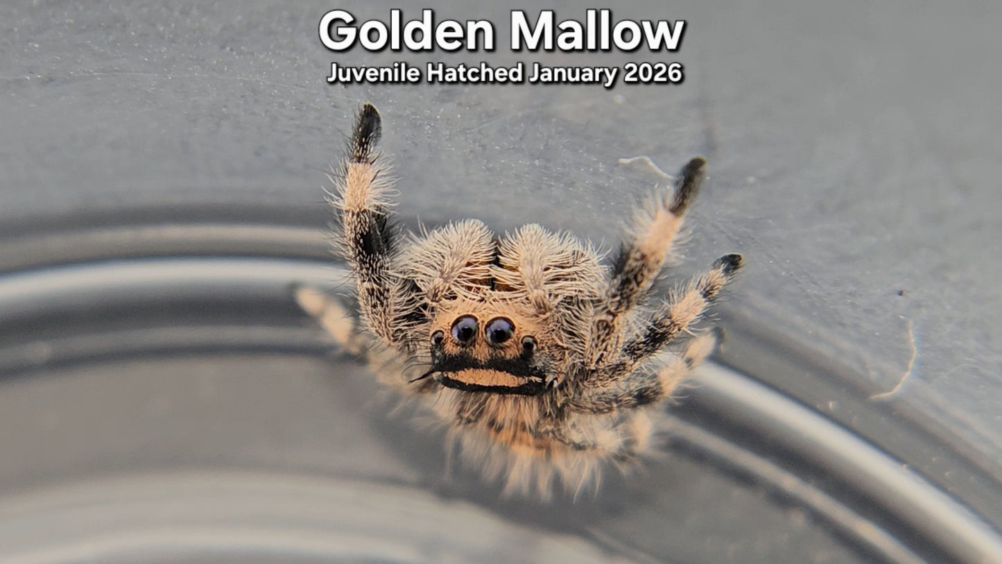 "Golden Mallow" Female Regal Jumping Spider (Phidippus regius) - Juvenile Hatched January 2026