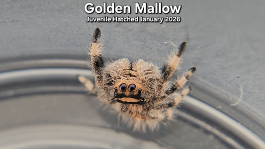 "Golden Mallow" Female Regal Jumping Spider (Phidippus regius) - Juvenile Hatched January 2026