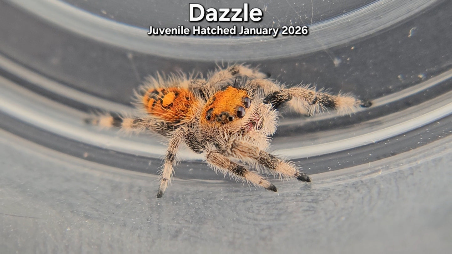 "Dazzle" Female Regal Jumping Spider (Phidippus regius) - Juvenile Hatched January 2026