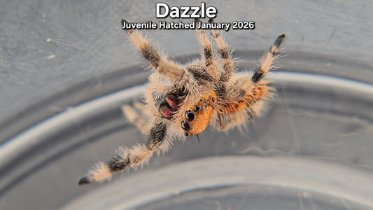"Dazzle" Female Regal Jumping Spider (Phidippus regius) - Juvenile Hatched January 2026