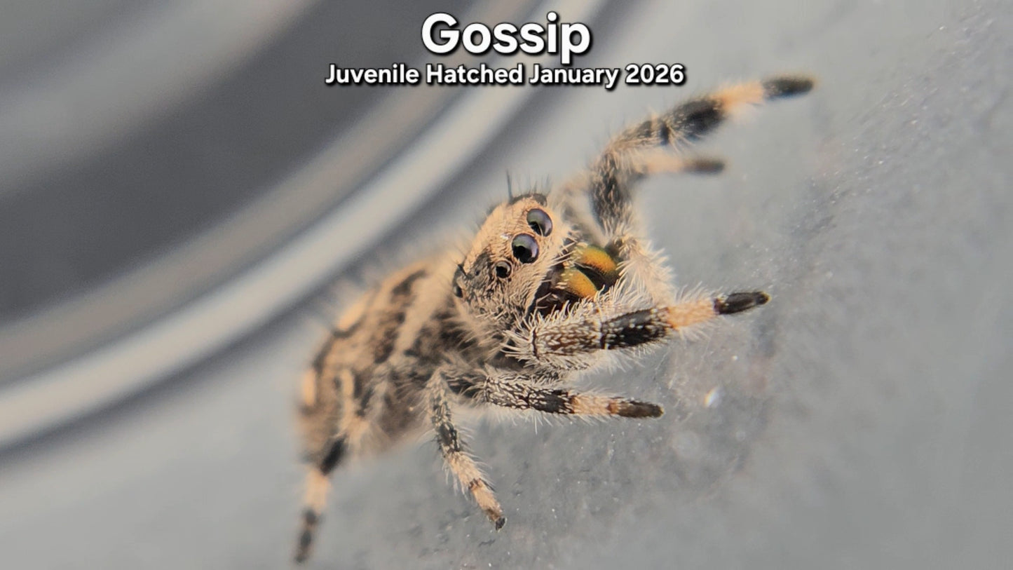 "Gossip" Female Regal Jumping Spider (Phidippus regius) - Juvenile Hatched January 2026