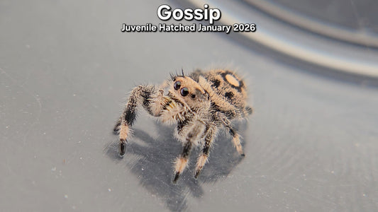 "Gossip" Female Regal Jumping Spider (Phidippus regius) - Juvenile Hatched January 2026