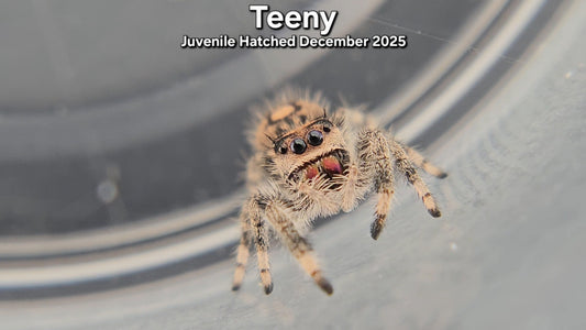 "Teeny" Female Regal Jumping Spider (Phidippus regius) - Juvenile Hatched December 2025