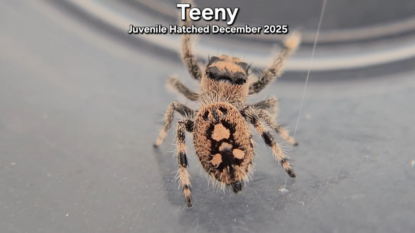 "Teeny" Female Regal Jumping Spider (Phidippus regius) - Juvenile Hatched December 2025