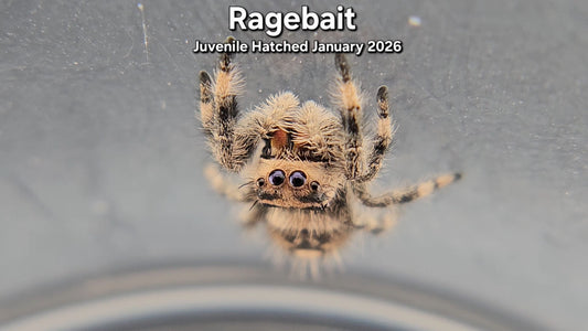 "Ragebait" Female Regal Jumping Spider (Phidippus regius) - Juvenile Hatched January 2026