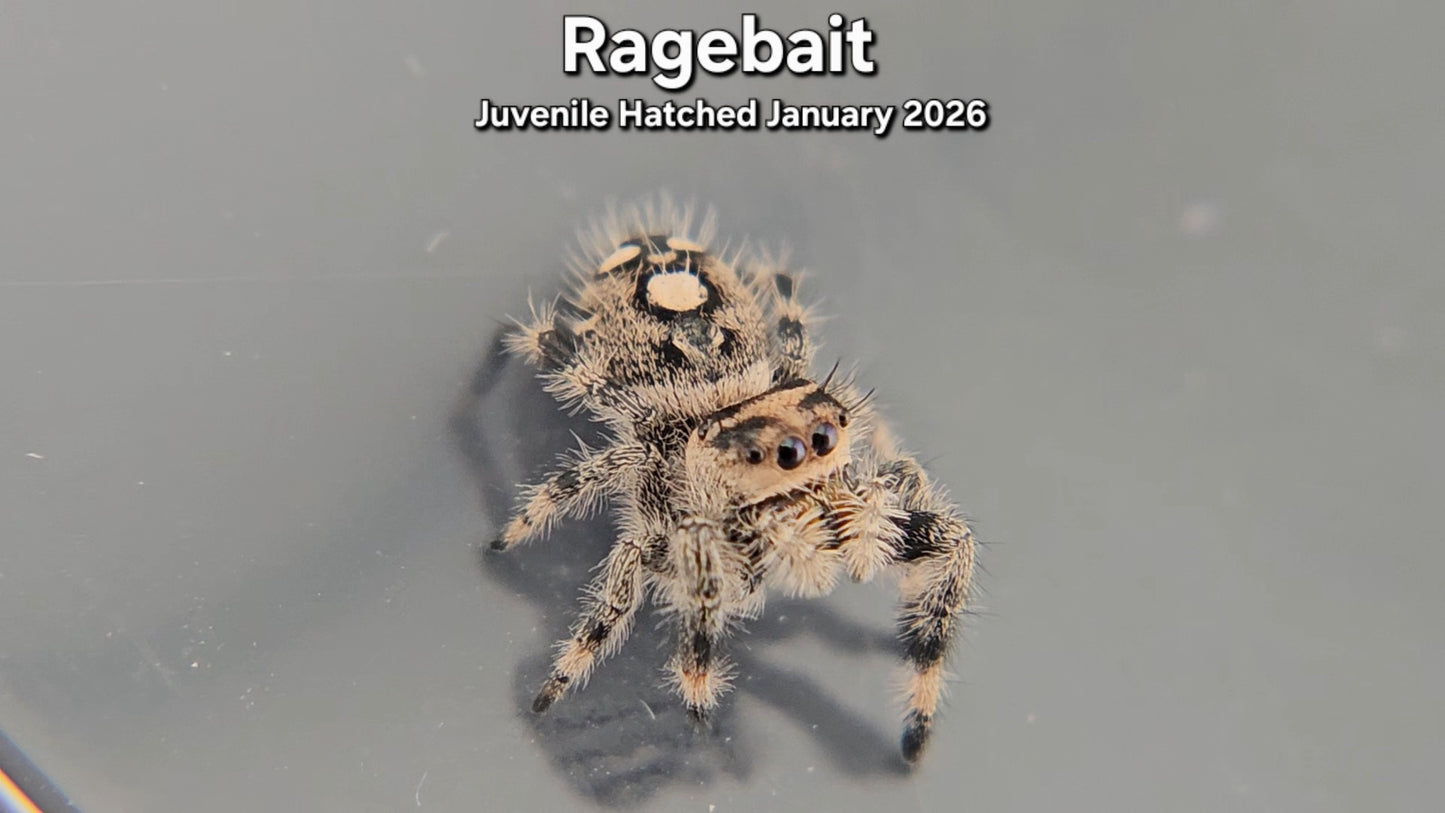 "Ragebait" Female Regal Jumping Spider (Phidippus regius) - Juvenile Hatched January 2026
