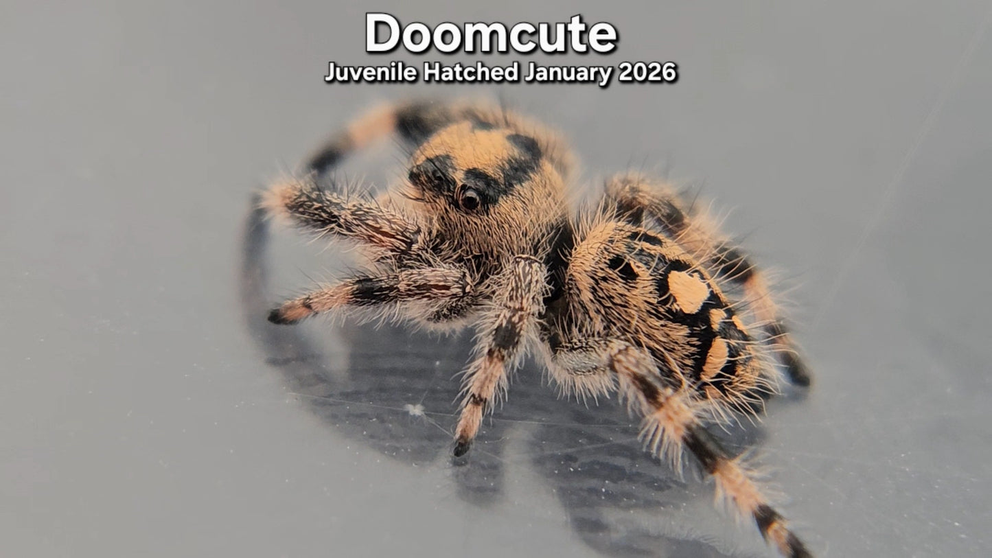 "Doomcute" Female Regal Jumping Spider (Phidippus regius) - Juvenile Hatched January 2026