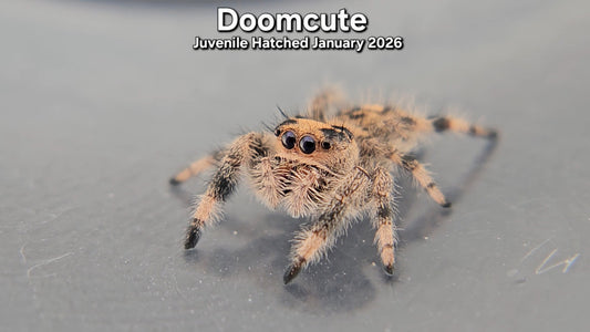 "Doomcute" Female Regal Jumping Spider (Phidippus regius) - Juvenile Hatched January 2026