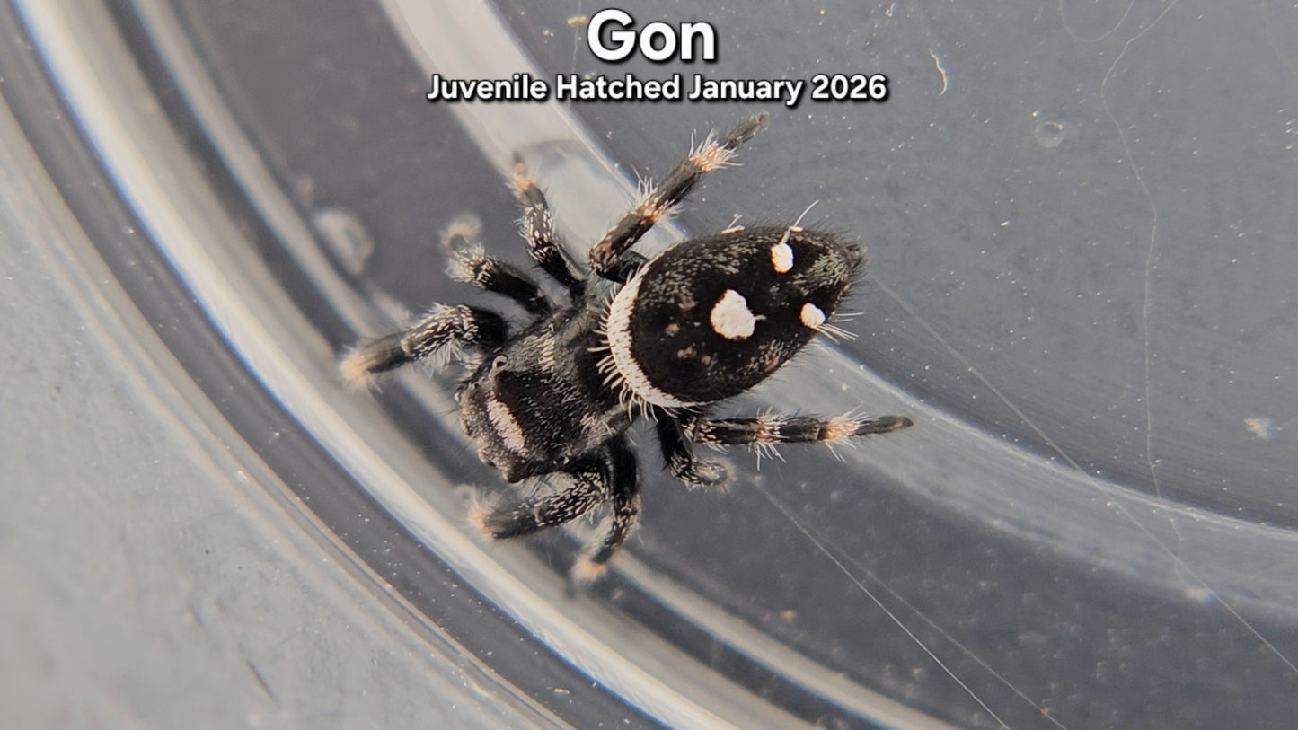 "Gon" Male Regal Jumping Spider (Phidippus regius) - Juvenile Hatched January 2026
