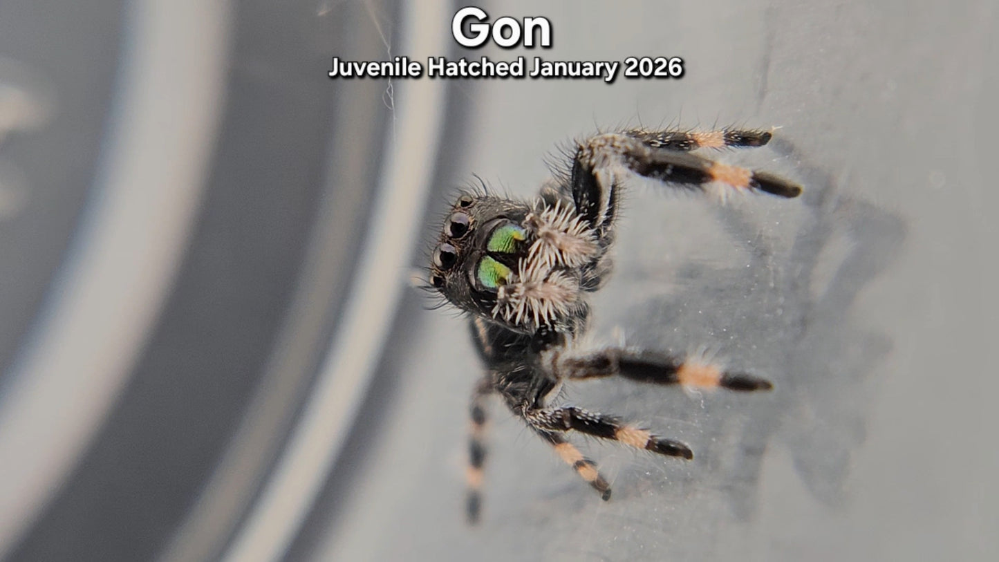 "Gon" Male Regal Jumping Spider (Phidippus regius) - Juvenile Hatched January 2026