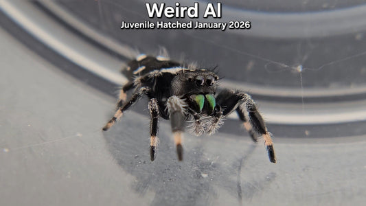 "Weird Al" Male Regal Jumping Spider (Phidippus regius) - Juvenile Hatched January 2026