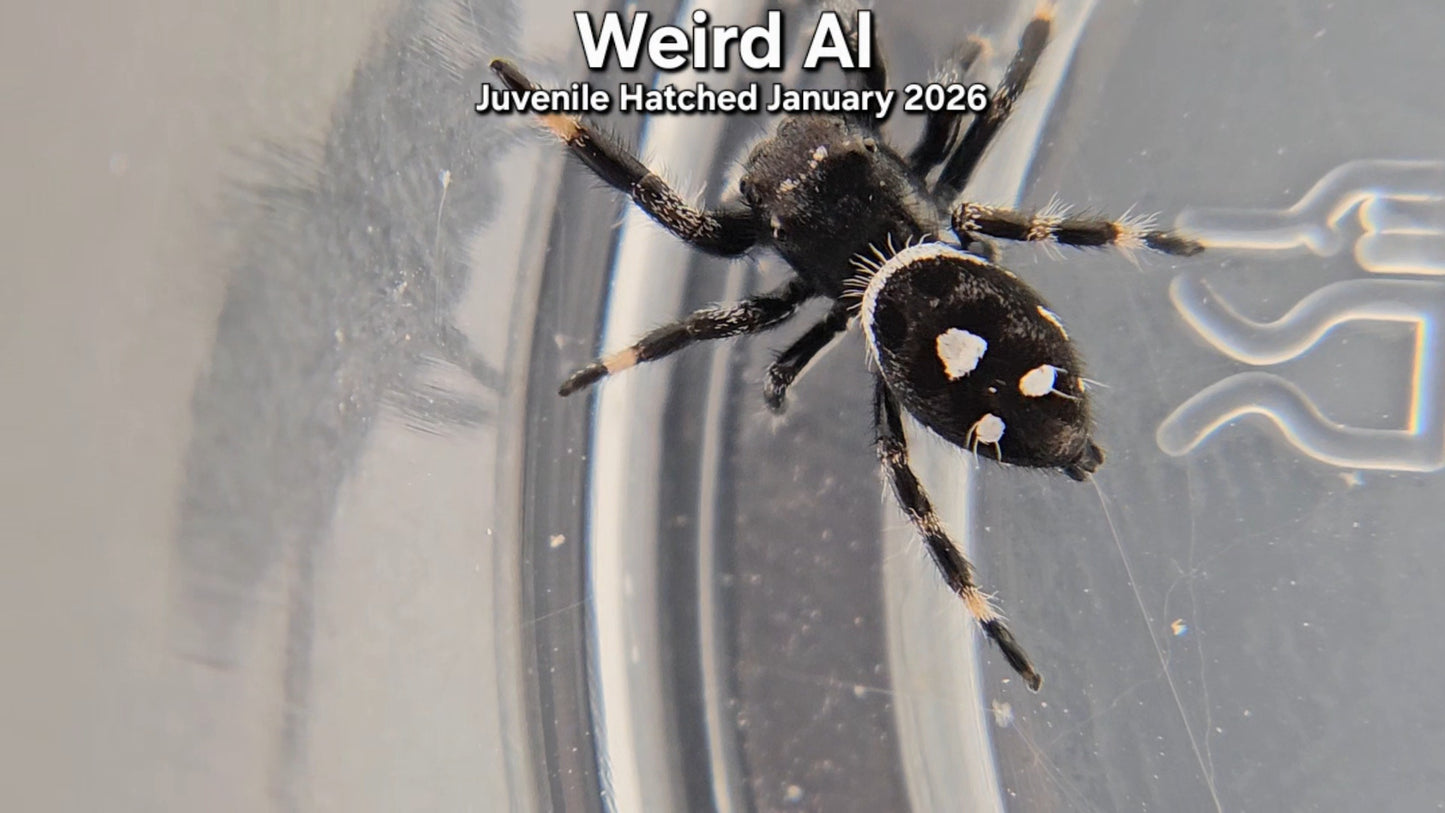 "Weird Al" Male Regal Jumping Spider (Phidippus regius) - Juvenile Hatched January 2026