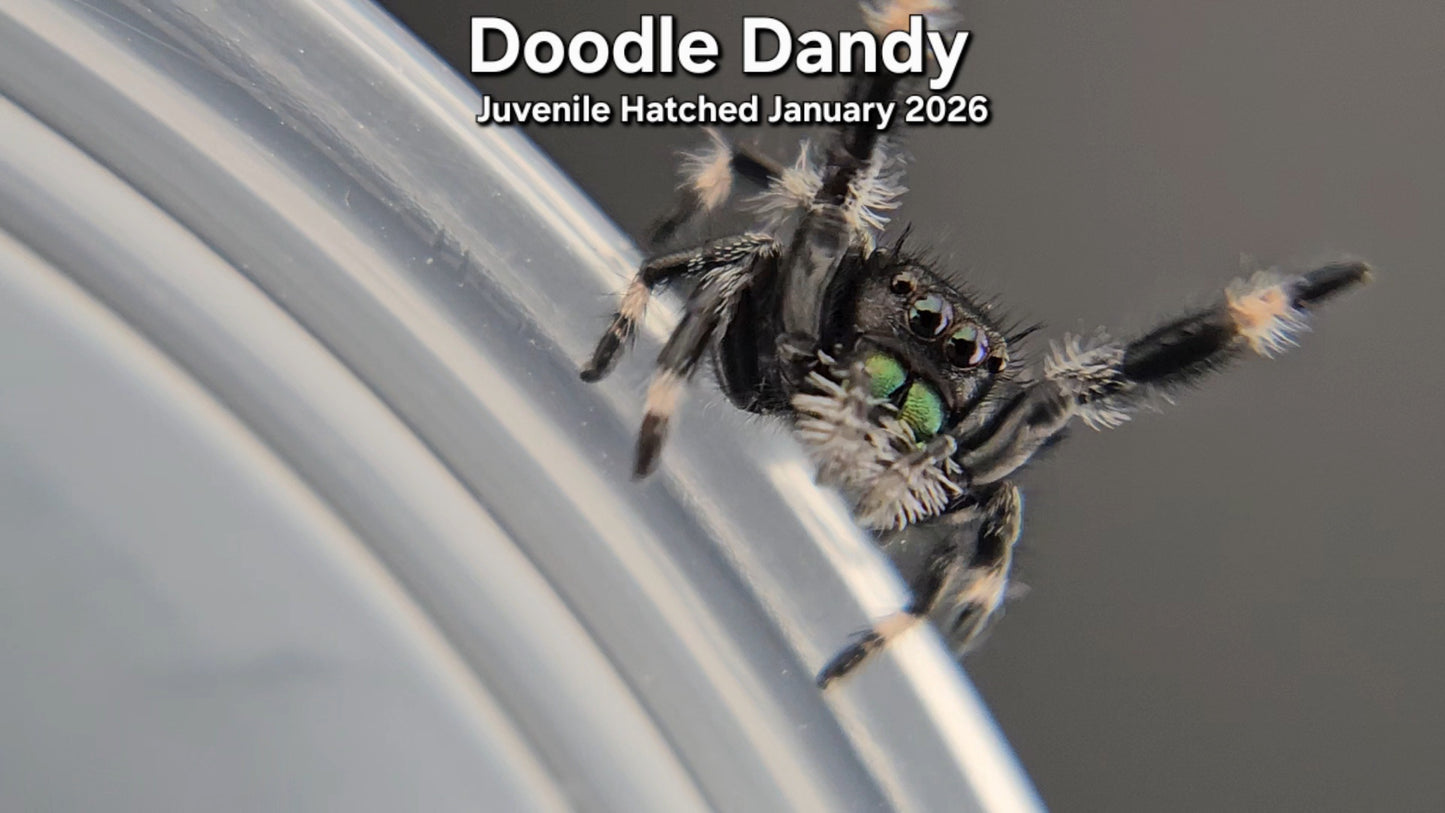 "Doodle Dandy" Male Regal Jumping Spider (Phidippus regius) - Juvenile Hatched January 2026