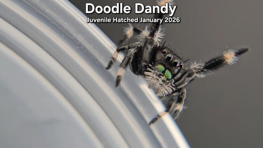 "Doodle Dandy" Male Regal Jumping Spider (Phidippus regius) - Juvenile Hatched January 2026