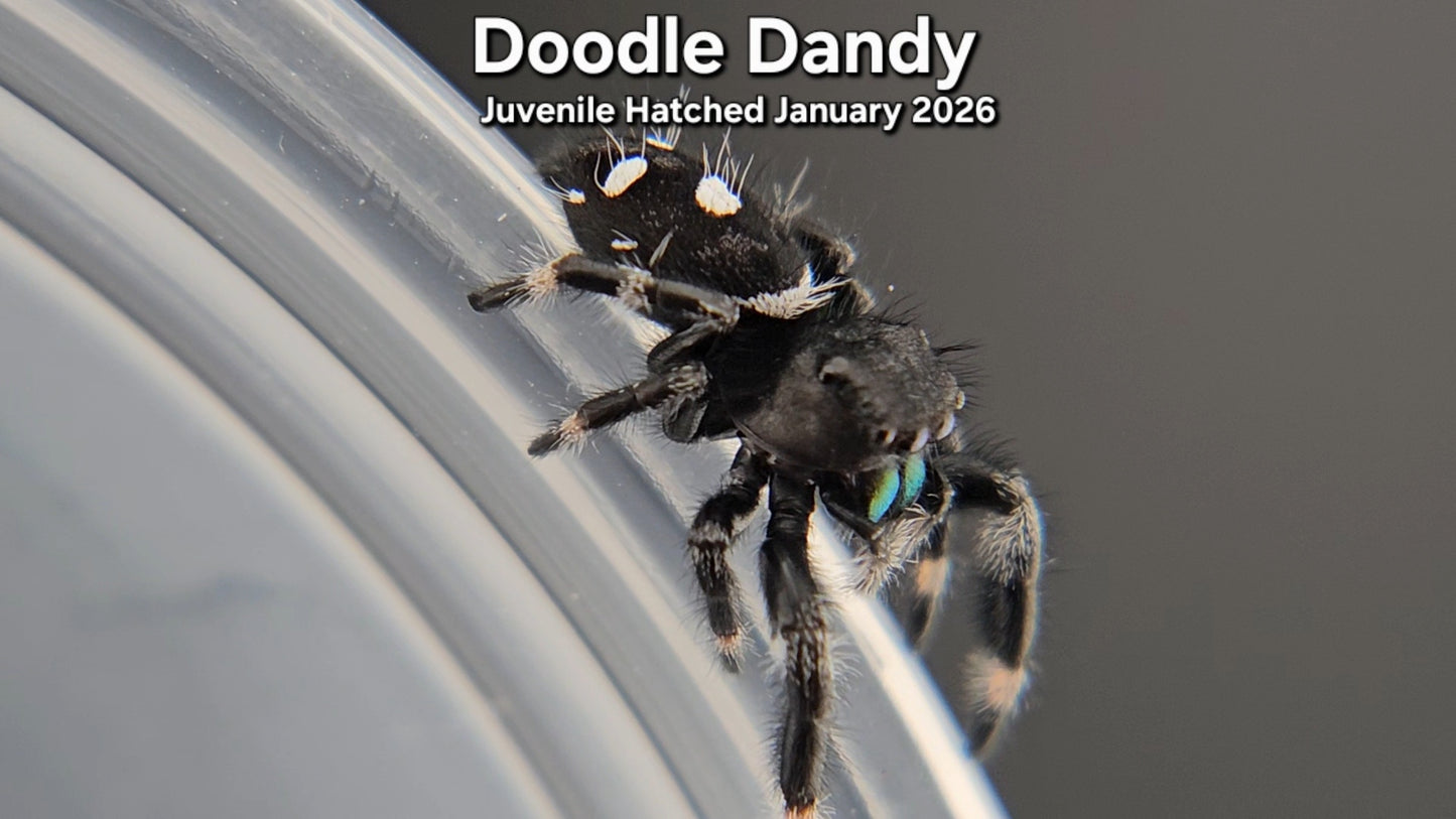 "Doodle Dandy" Male Regal Jumping Spider (Phidippus regius) - Juvenile Hatched January 2026