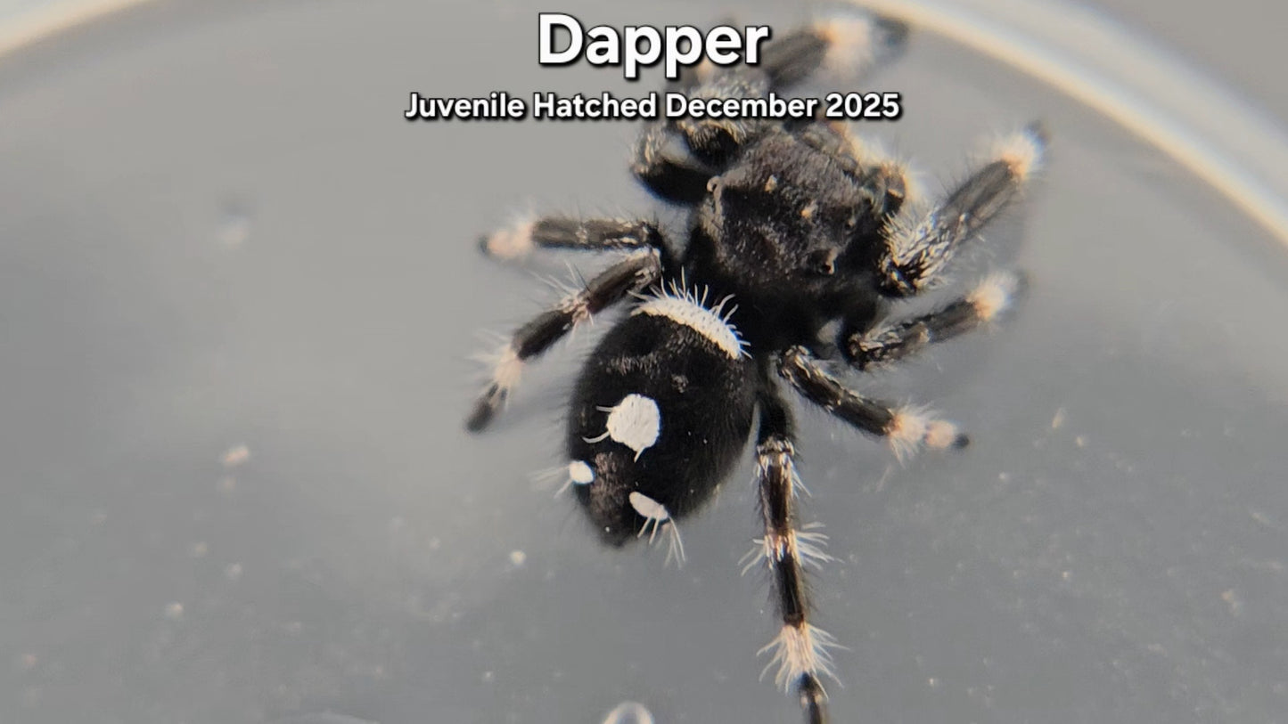 "Dapper" Male Regal Jumping Spider (Phidippus regius) - Juvenile Hatched December 2025