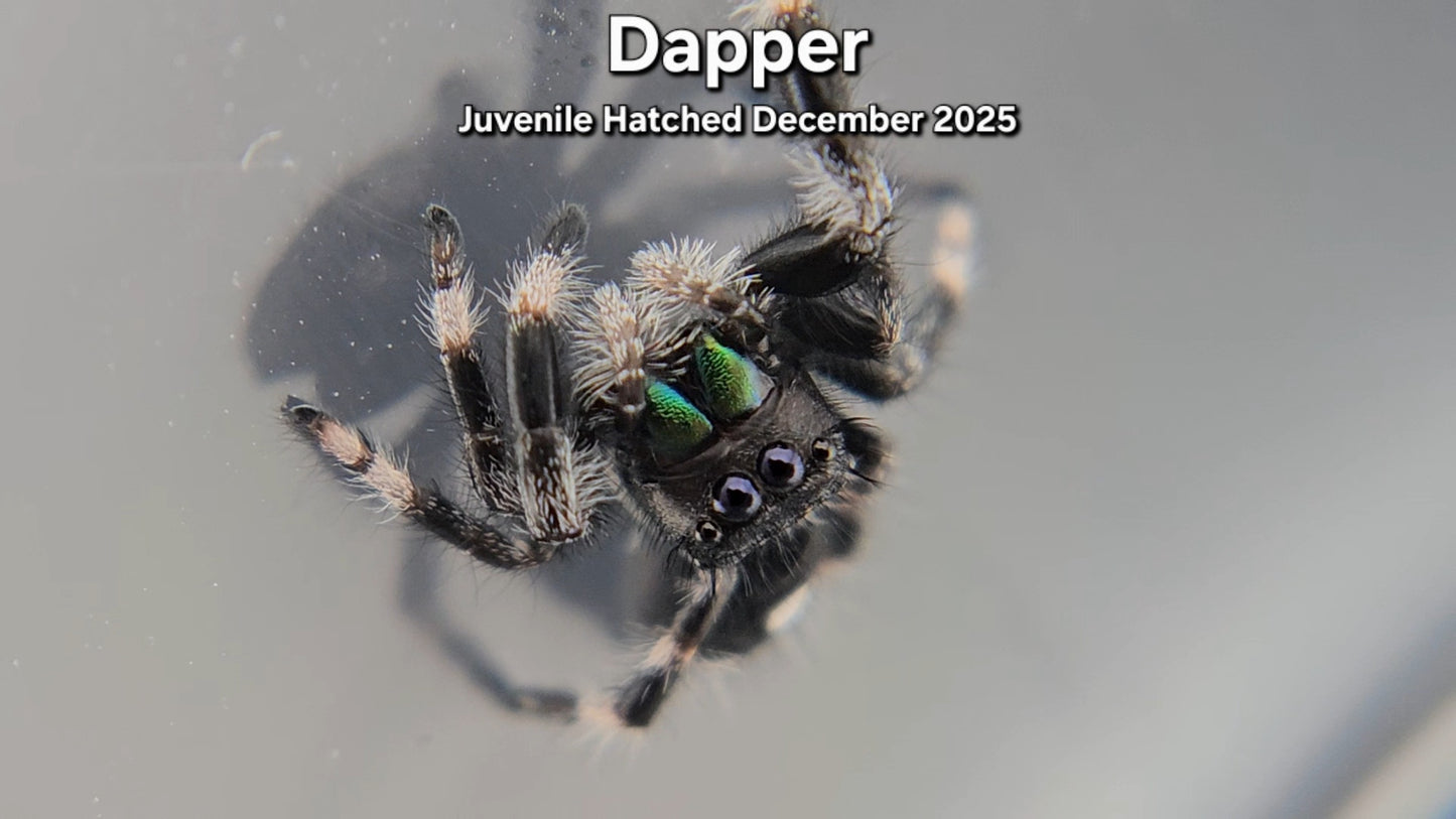 "Dapper" Male Regal Jumping Spider (Phidippus regius) - Juvenile Hatched December 2025