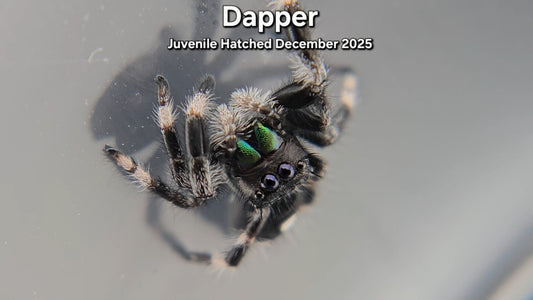 "Dapper" Male Regal Jumping Spider (Phidippus regius) - Juvenile Hatched December 2025