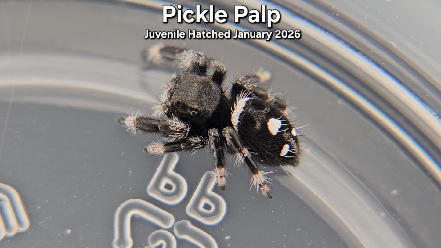 "Pickle Palp" Male Regal Jumping Spider (Phidippus regius) - Juvenile Hatched January 2026