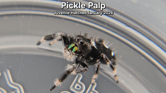 "Pickle Palp" Male Regal Jumping Spider (Phidippus regius) - Juvenile Hatched January 2026