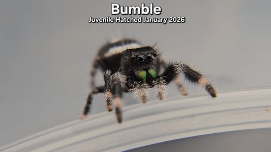 "Bumble" Male Regal Jumping Spider (Phidippus regius) - Juvenile Hatched January 2026