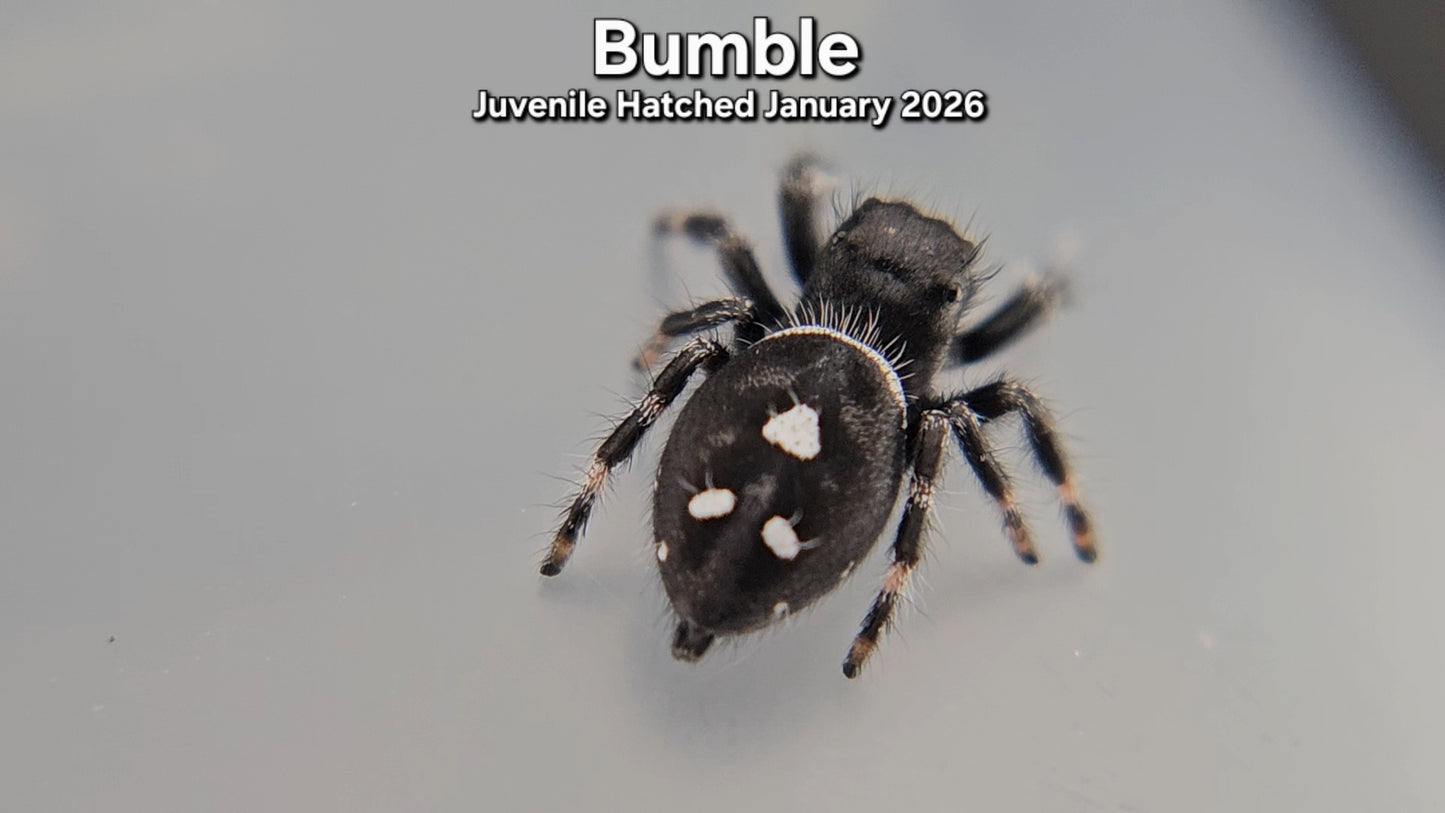 "Bumble" Male Regal Jumping Spider (Phidippus regius) - Juvenile Hatched January 2026