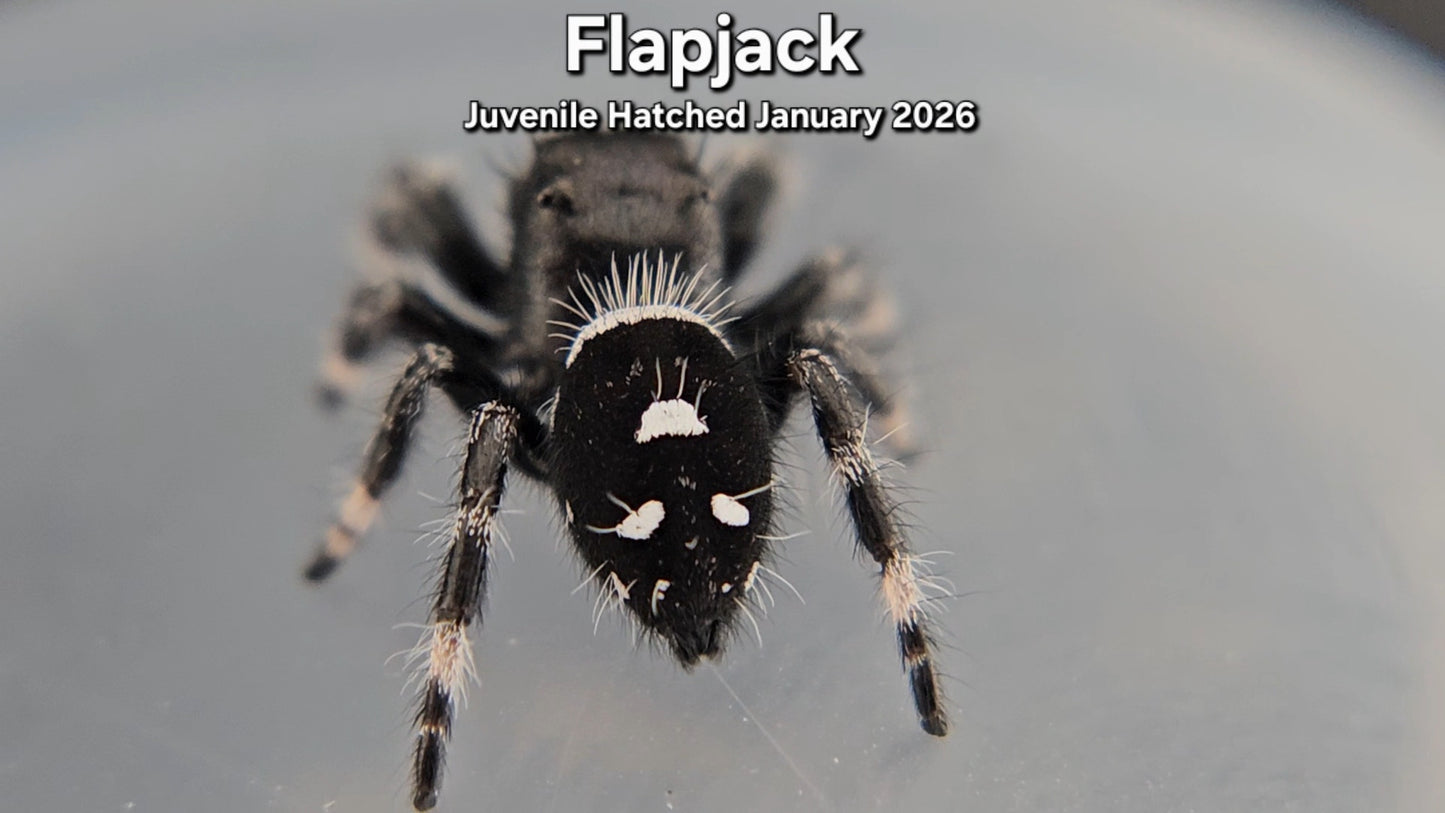 "Flapjack" Male Regal Jumping Spider (Phidippus regius) - Juvenile Hatched January 2026
