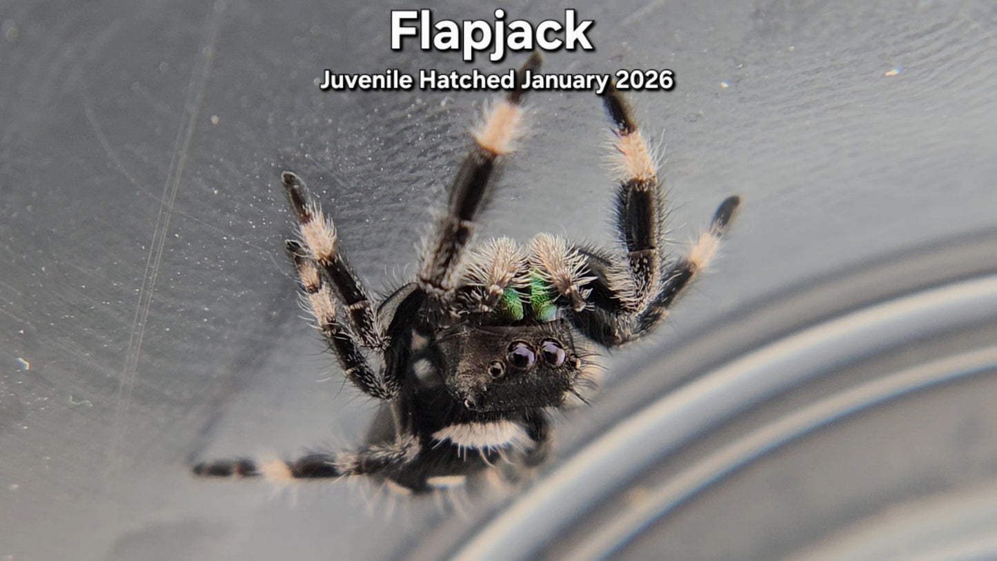 "Flapjack" Male Regal Jumping Spider (Phidippus regius) - Juvenile Hatched January 2026