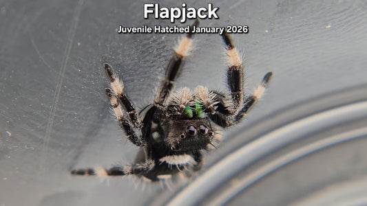 "Flapjack" Male Regal Jumping Spider (Phidippus regius) - Juvenile Hatched January 2026