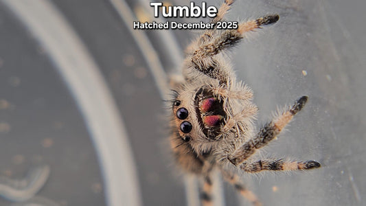 "Tumble" Female Regal Jumping Spider (Phidippus regius) - Juvenile Hatched December 2025