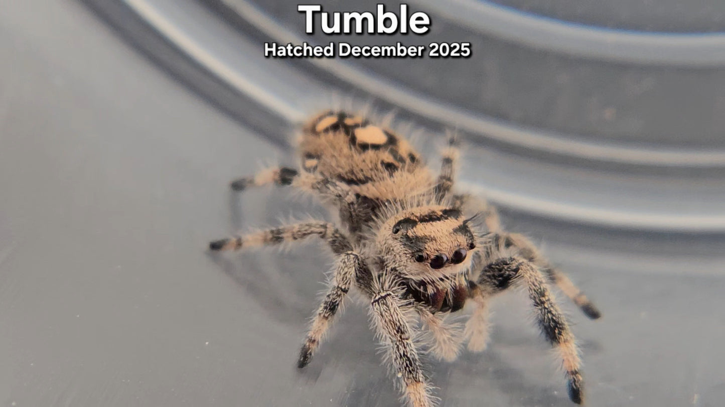 "Tumble" Female Regal Jumping Spider (Phidippus regius) - Juvenile Hatched December 2025