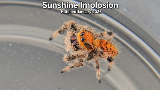 "Sunshine Implosion" Female Regal Jumping Spider (Phidippus regius) - Juvenile Hatched January 2026