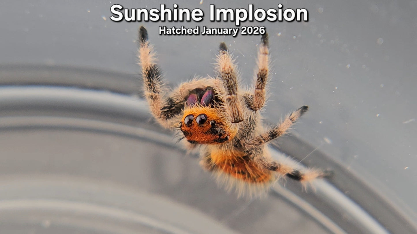 "Sunshine Implosion" Female Regal Jumping Spider (Phidippus regius) - Juvenile Hatched January 2026