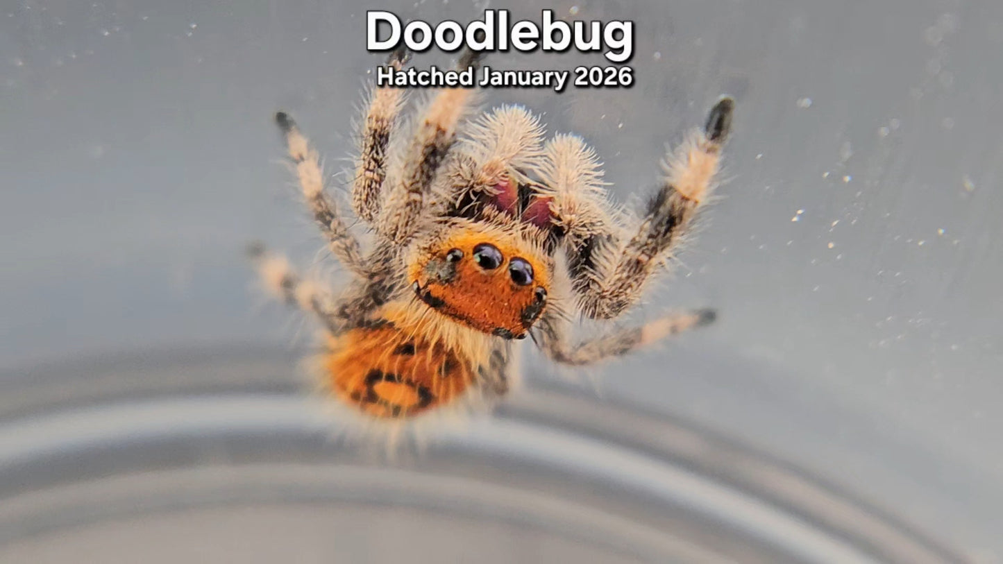 "Doodlebug" Female Regal Jumping Spider (Phidippus regius) - Juvenile Hatched January 2026